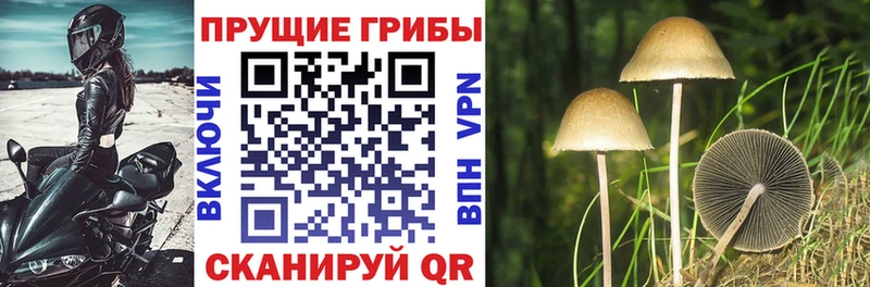Псилоцибиновые грибы GOLDEN TEACHER  Избербаш 